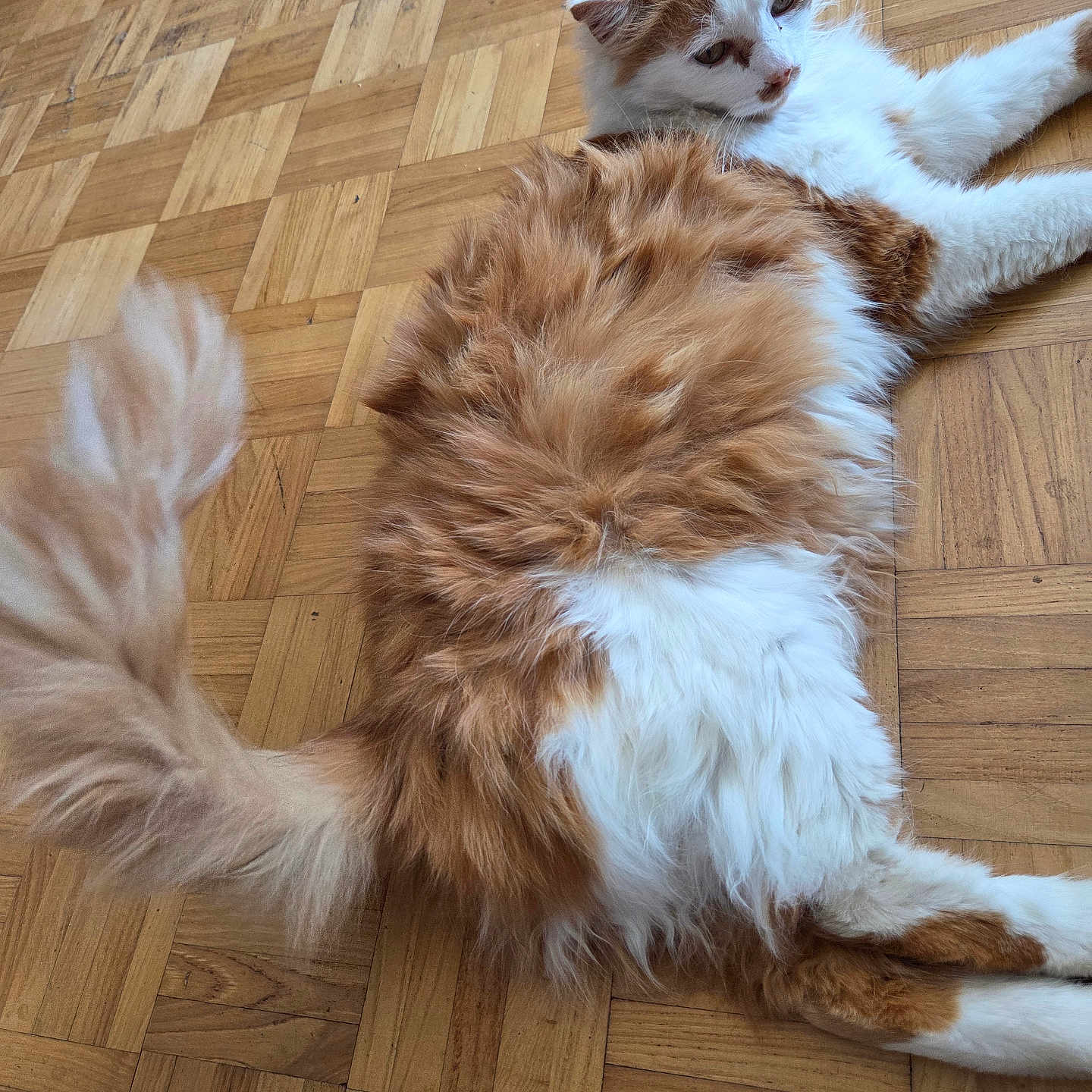 Simba
