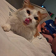 Simba participe au concours pour gagner de l'argent avec cette photo : animal, bed, blanket, blue_shirt, cat, cute, ears, funny_face, fur, furniture, home, indoor, lying_down, orange, person, pet, relaxed, tongue_out, whiskers, white