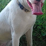 Tyson participe au concours pour gagner de l'argent avec cette photo : animal, canine, closeup, collar, dog, fur, grass, greenery, happy, mammal, nature, outdoor, panting, pet, playful, portrait, sitting, summer, tongue_out, white_dog