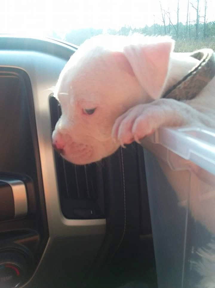 Clyde joined the competition — help win amazing prizes! automotive_exterior, automotive_lighting, automotive_mirror, bumper, car, carnivore, companion_dog, dog_breed, fawn, head, hood, livestock, nail, snout, toy, vehicle, vehicle_door, windscreen_wiper, windshield, working_animal