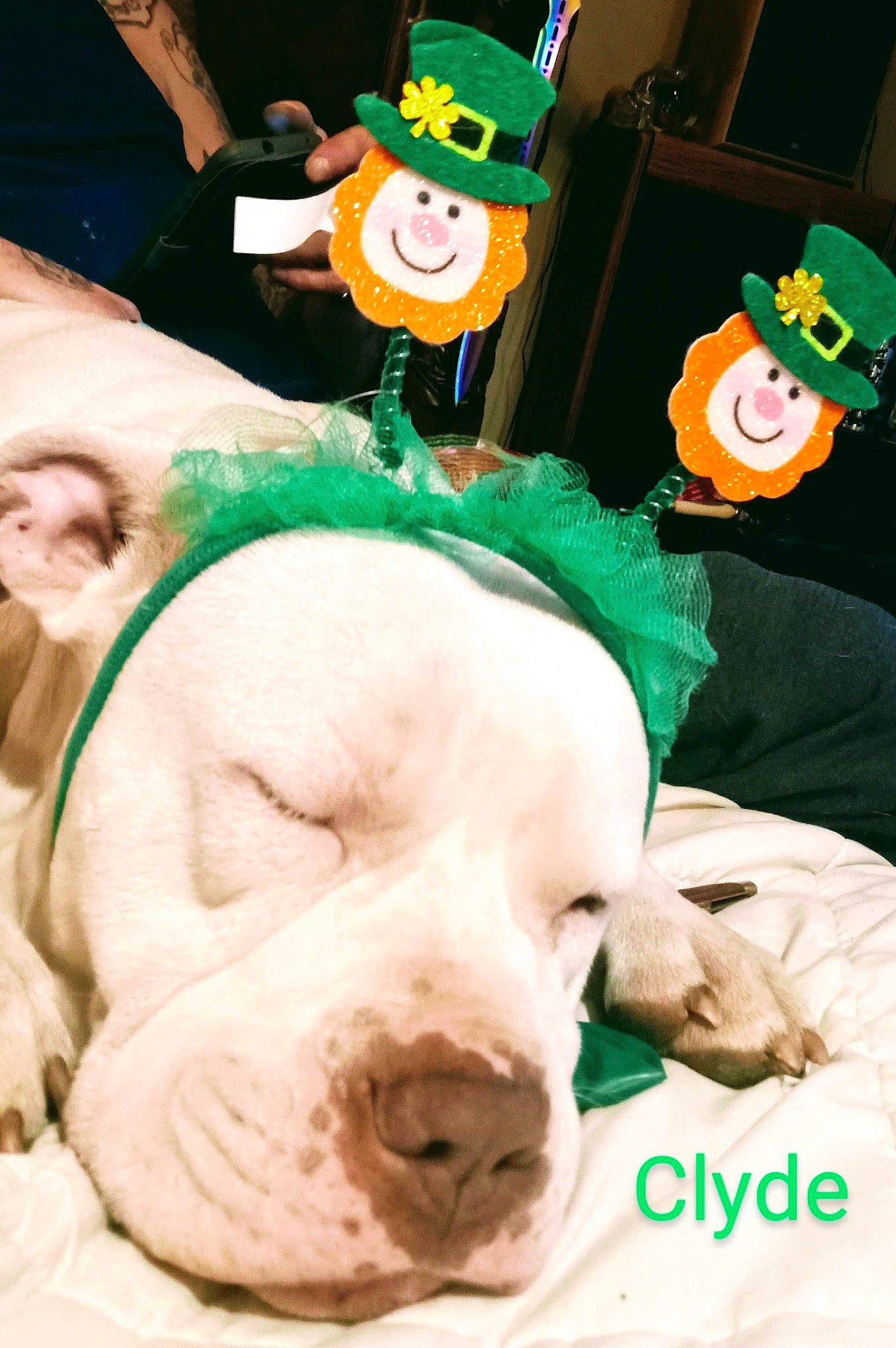 Clyde joined the competition — help win amazing prizes! cap, carnivore, companion_dog, costume_hat, dog_breed, entertainment, event, fawn, fun, fur, green, hat, ingredient, smile, snout, suidae, terrestrial_animal, whiskers, working_animal, wrinkle