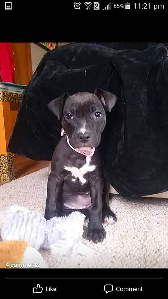 Bonnie is registered to the contest to win money with this photo: borador, carnivore, companion_dog, dog, dog_breed, fur, liver, non_sporting_group, whiskers, working_animal