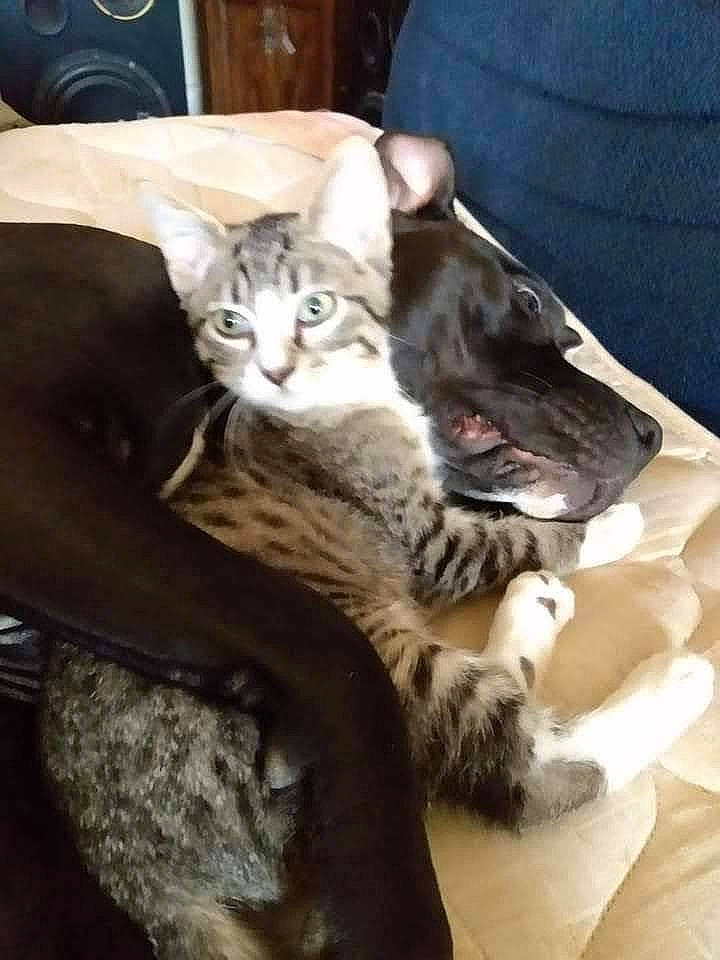 Taco joined the competition — help win amazing prizes! carnivore, cat, claw, comfort, domestic_short_haired_cat, fang, felidae, fur, grey, nap, paw, sitting, small_to_medium_sized_cats, tail, whiskers