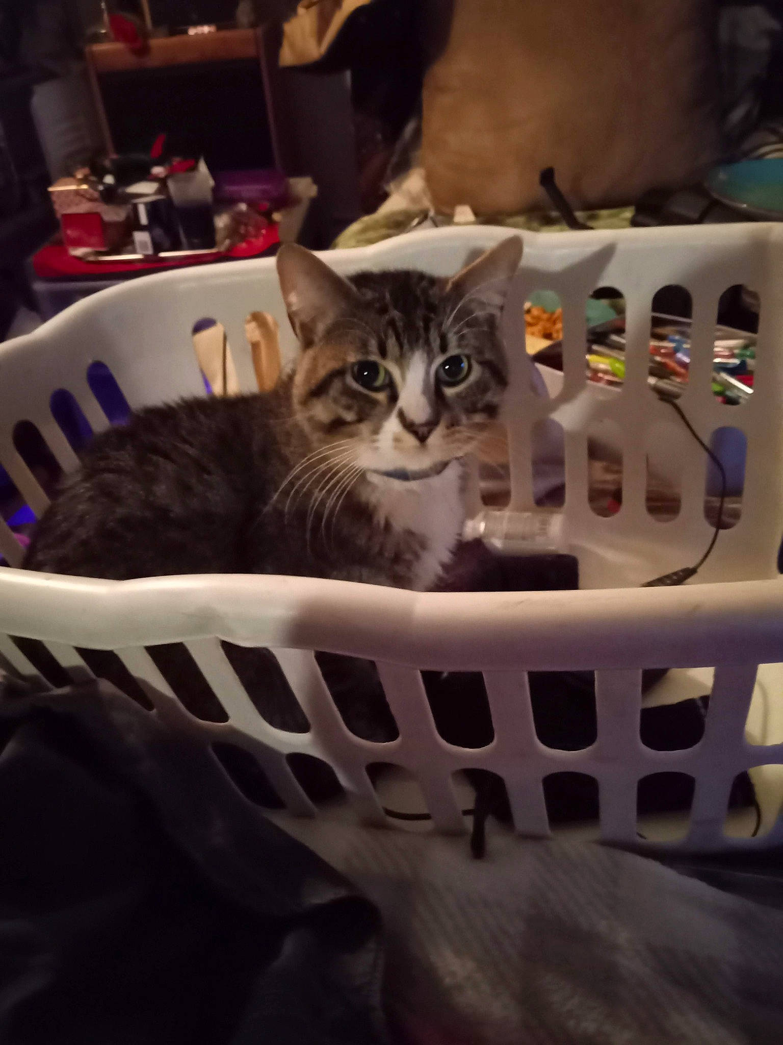 Taco is registered to the contest to win money with this photo: carnivore, cat, chair, comfort, domestic_short_haired_cat, felidae, fur, grey, metal, paw, room, sitting, small_to_medium_sized_cats, tableware, whiskers