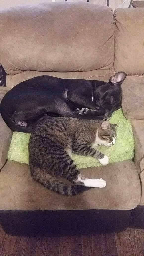 Taco joined the competition — help win amazing prizes! black_cat, canidae, carnivore, cat, claw, comfort, domestic_short_haired_cat, eye, felidae, fur, mammal, paw, small_to_medium_sized_cats, tail, terrestrial_animal, vertebrate, whiskers