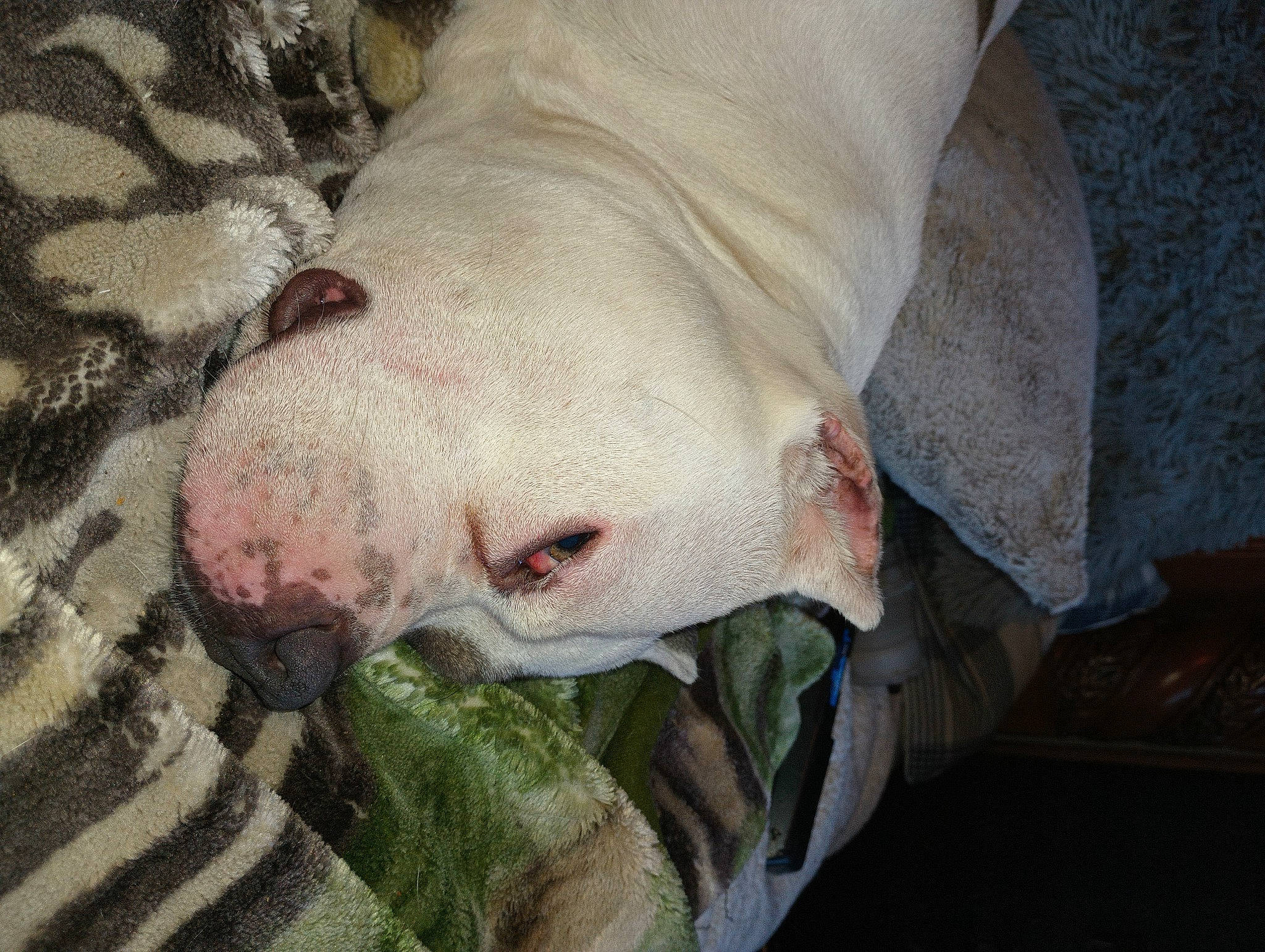 Versa joined the competition — help win amazing prizes! canidae, carnivore, comfort, companion_dog, dog, dog_breed, fawn, flesh, no_expression, non_sporting_group, scar, snout, sporting_group, terrestrial_animal, whiskers, working_animal, wrinkle