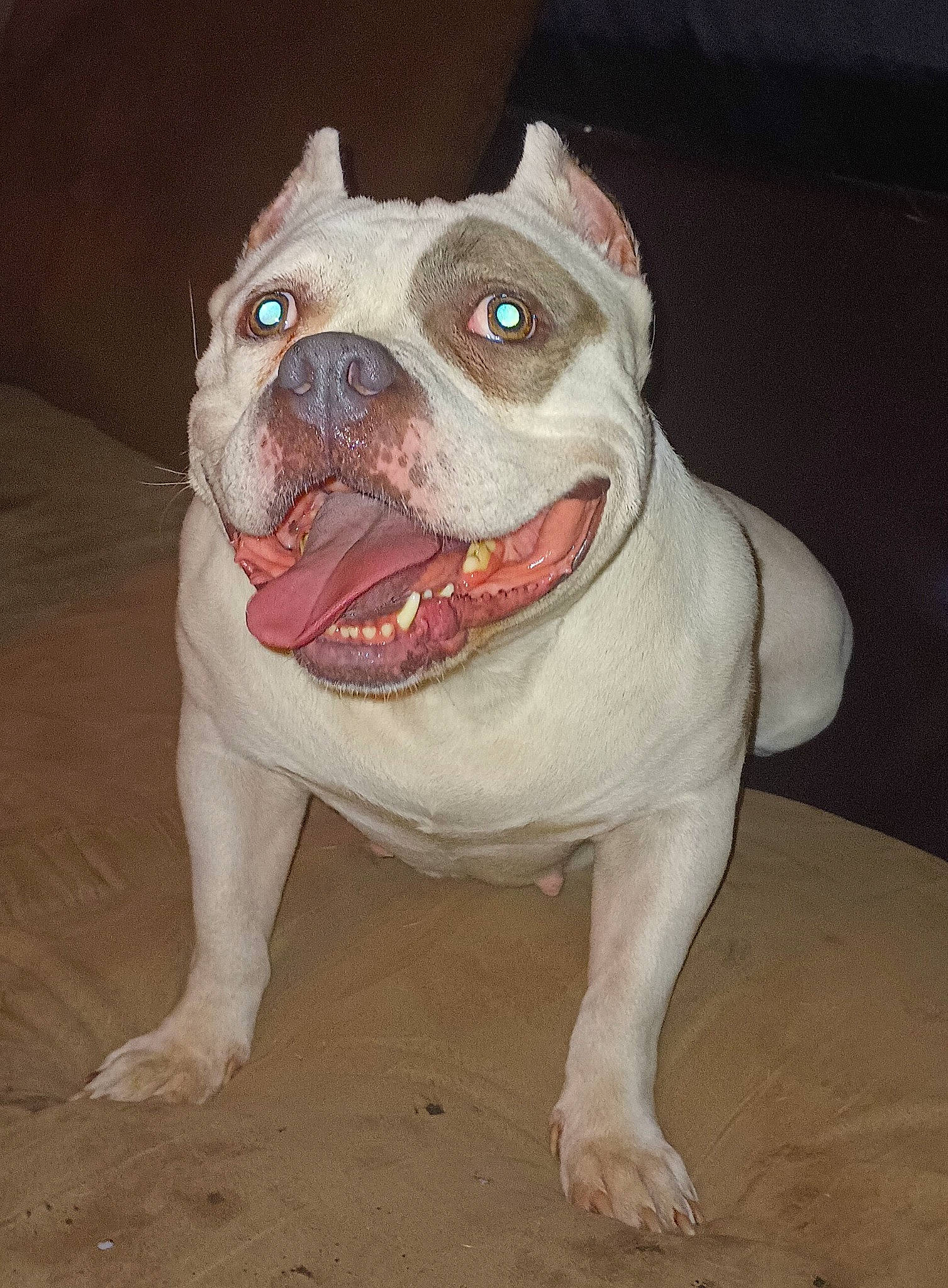 Versa is registered to the contest to win money with this photo: ancient_dog_breeds, bulldog, canidae, carnivore, companion_dog, cordoba_fighting_dog, dog, dog_breed, fang, fawn, jaw, molosser, non_sporting_group, old_english_bulldog, snout, sporting_group, terrestrial_animal, whiskers, working_animal, wrinkle