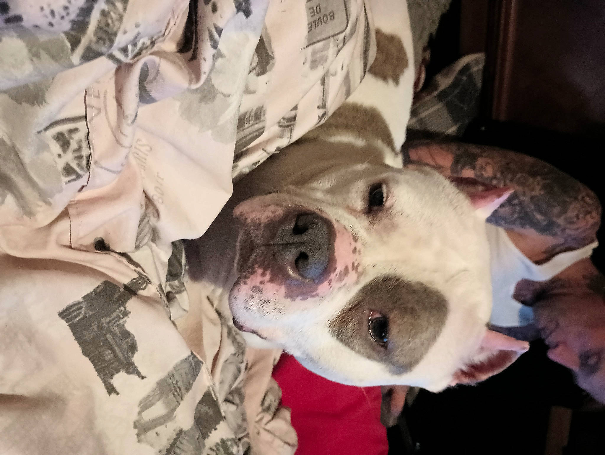 Versa joined the competition — help win amazing prizes! canidae, carnivore, collar, companion_dog, dog, dog_breed, ear, fawn, fur, non_sporting_group, sleeve, snout, sporting_group, whiskers, working_animal