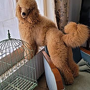 Tornade a rejoint le concours — aidez-le/la à gagner de superbes lots ! dog, poodle, apricot, fluffy, pet, indoor, window, birdcage, armchair, blanket, curtain, furniture, light, cozy, canine, animal, standing, home, decor, portrait