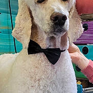 Oslo participe au concours pour gagner de l'argent avec cette photo : dog, poodle, white_poodle, bow_tie, pet, groomed, fur, curly_fur, portrait, animal, canine, pet_grooming, groomer_hand, indoor, colorful_background, drawer, power_outlet, close_up, accessory, studio_table