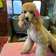 Tempête participe au concours pour gagner de l'argent avec cette photo : dog, poodle, groomed, pink_flower, pink_table, pet_grooming, fur, fur_clippings, paws, portrait, indoor, bathtub, window, shallow_depth_of_field, bokeh, alert_expression, cute, trimmed_nails, grooming_table, salon