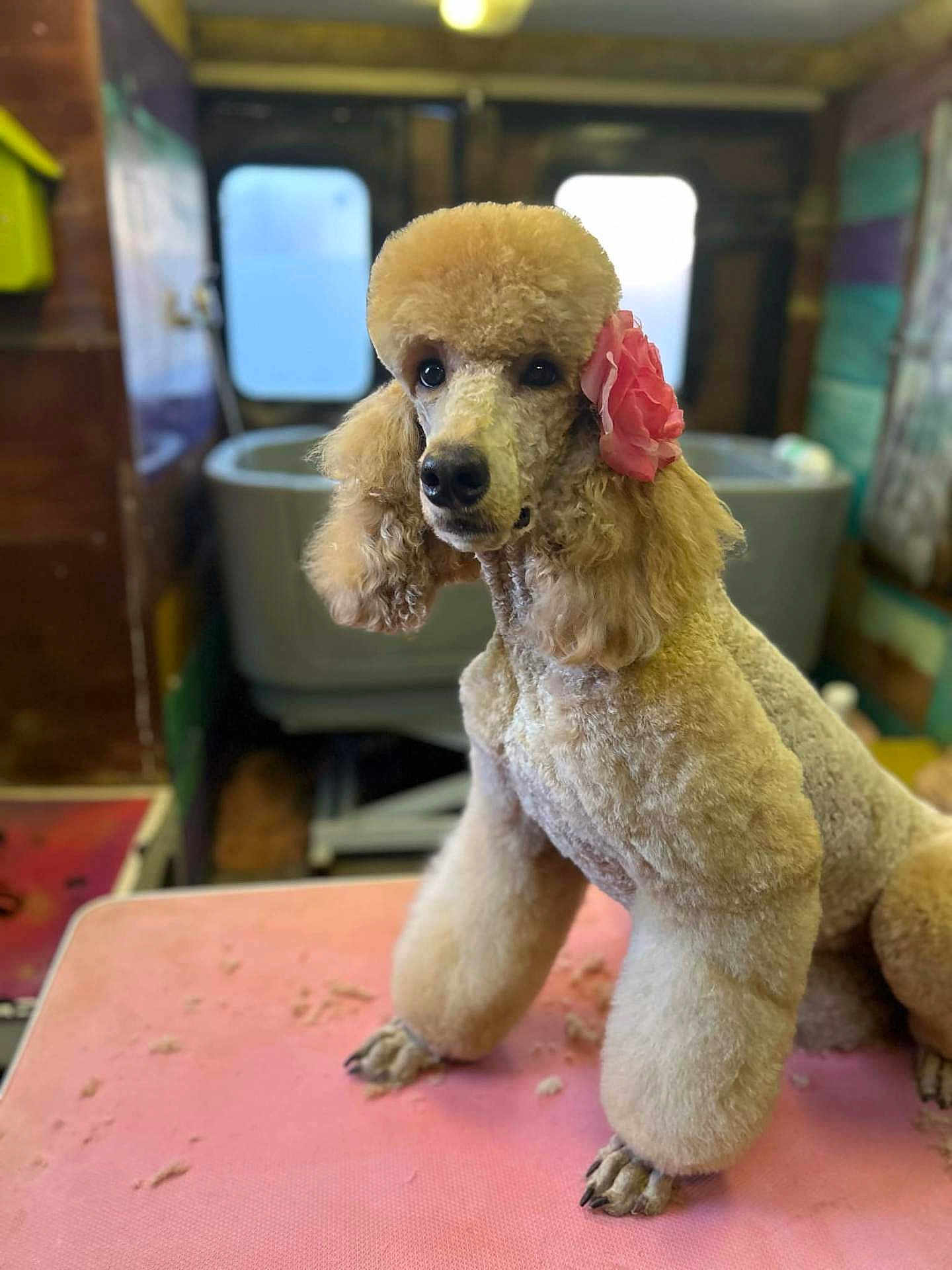 Tempête participe au concours pour gagner de l'argent avec cette photo : dog, poodle, groomed, pink_flower, pink_table, pet_grooming, fur, fur_clippings, paws, portrait, indoor, bathtub, window, shallow_depth_of_field, bokeh, alert_expression, cute, trimmed_nails, grooming_table, salon