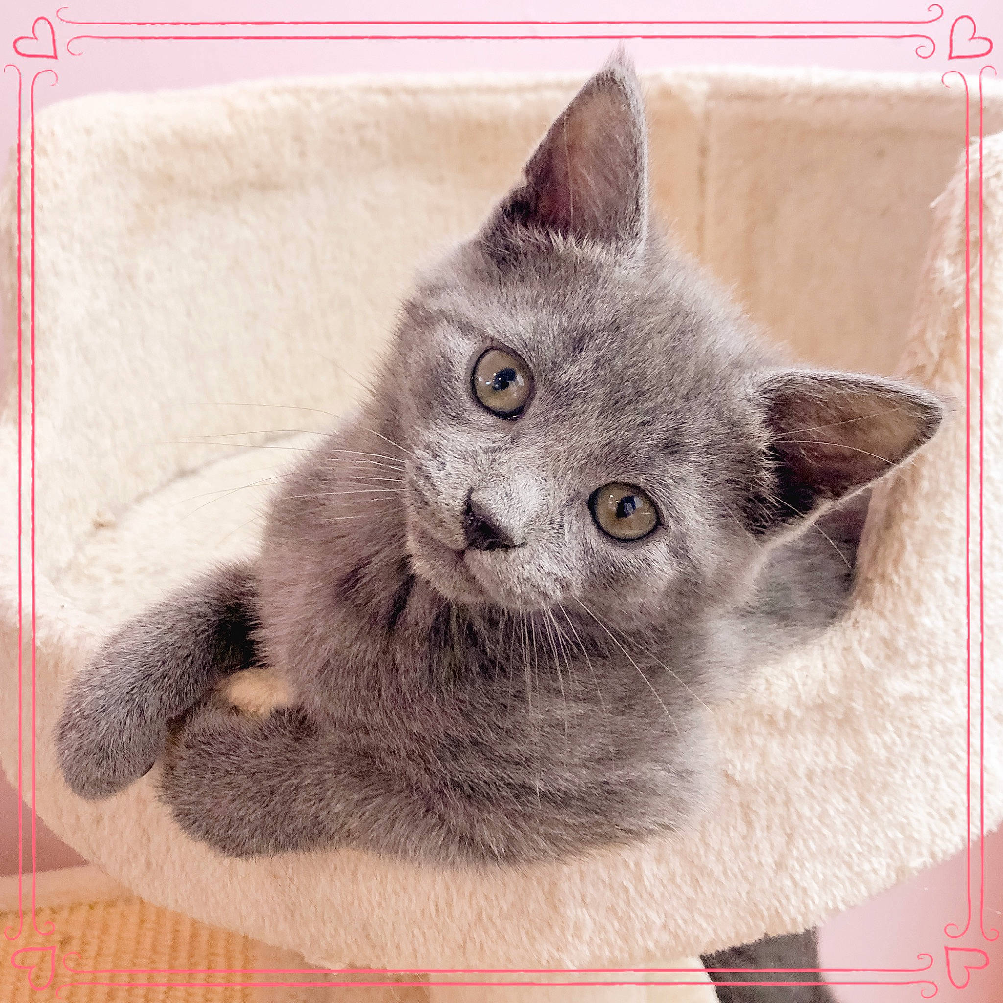 Jaime joined the competition — help win amazing prizes! carnivore, cat, cat_supply, domestic_short_haired_cat, felidae, fur, grey, illustration, paper_product, rectangle, russian_blue, small_to_medium_sized_cats, whiskers, window