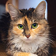 Rowan joined the competition — help win amazing prizes! cat, green_eyes, fluffy, close_up, resting, fur, whiskers, ears, pet, animal, cozy, indoor, cute, nook, portrait, feline, tabby, soft_light, relaxed, domestic_cat