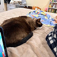 Scar is registered to the contest to win money with this photo: cat, sleeping, bed, blanket, plush_toy, tablet, room, furniture, soft_texture, brown_cat, white_cat, cozy, indoor, resting, fur, pet, animal, relaxing, colorful_blanket, electronics