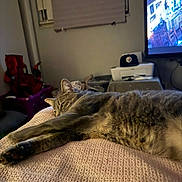 Poppy Girl joined the competition — help win amazing prizes! blanket, cat, cozy, curtains, domestic, furniture, hat, home, indoor, knitted, living_room, pet, printer, relaxation, resting, soft_light, stretching, tabby, television, window