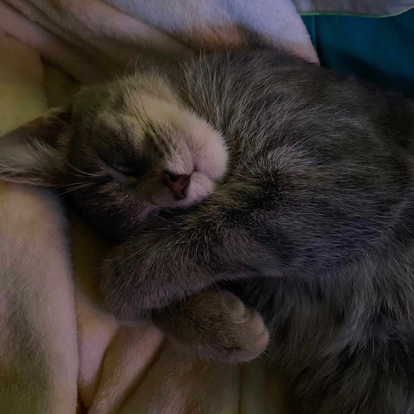 Poppy Girl joined the competition — help win amazing prizes! animal, blanket, cat, closeup, cozy, cute, domestic_cat, fur, fur_pattern, gray_tabby, indoor, napping, paw, peaceful, pet, relaxed, resting, sleeping, soft, whiskers