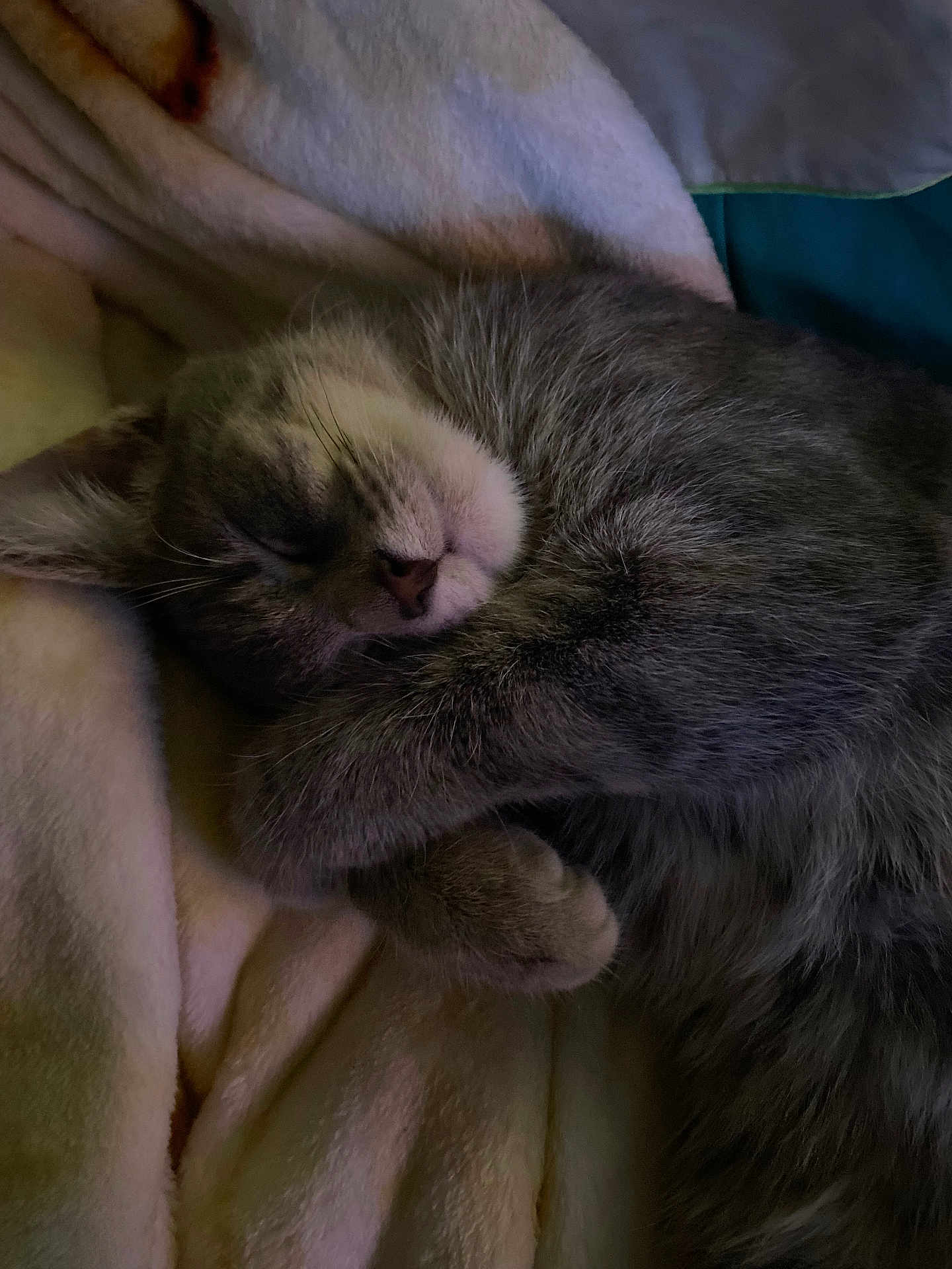 Poppy Girl joined the competition — help win amazing prizes! cat, sleeping, gray_tabby, cozy, blanket, fur, paw, cute, pet, animal, resting, indoor, soft, relaxed, whiskers, fur_pattern, napping, domestic_cat, closeup, peaceful