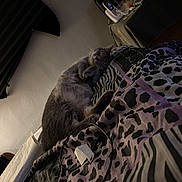 Poppy Girl is registered to the contest to win money with this photo: cat, sleeping, bed, blanket, pattern, gray_cat, indoor, cordless_phone, charger, cable, table, furniture, rest, pet, cozy, quiet, domestic, relaxation, soft_light, fur