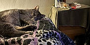 Poppy Girl joined the competition — help win amazing prizes! cat, sleeping, bed, blanket, patterned_blanket, indoor, nightstand, clutter, phone, lamp, wall, wood_floor, shoes, quiet, resting, pet, domestic, cozy, relaxation, feline