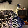 cat, sleeping, bed, blanket, patterned_blanket, indoor, nightstand, clutter, phone, lamp, wall, wood_floor, shoes, quiet, resting, pet, domestic, cozy, relaxation, feline