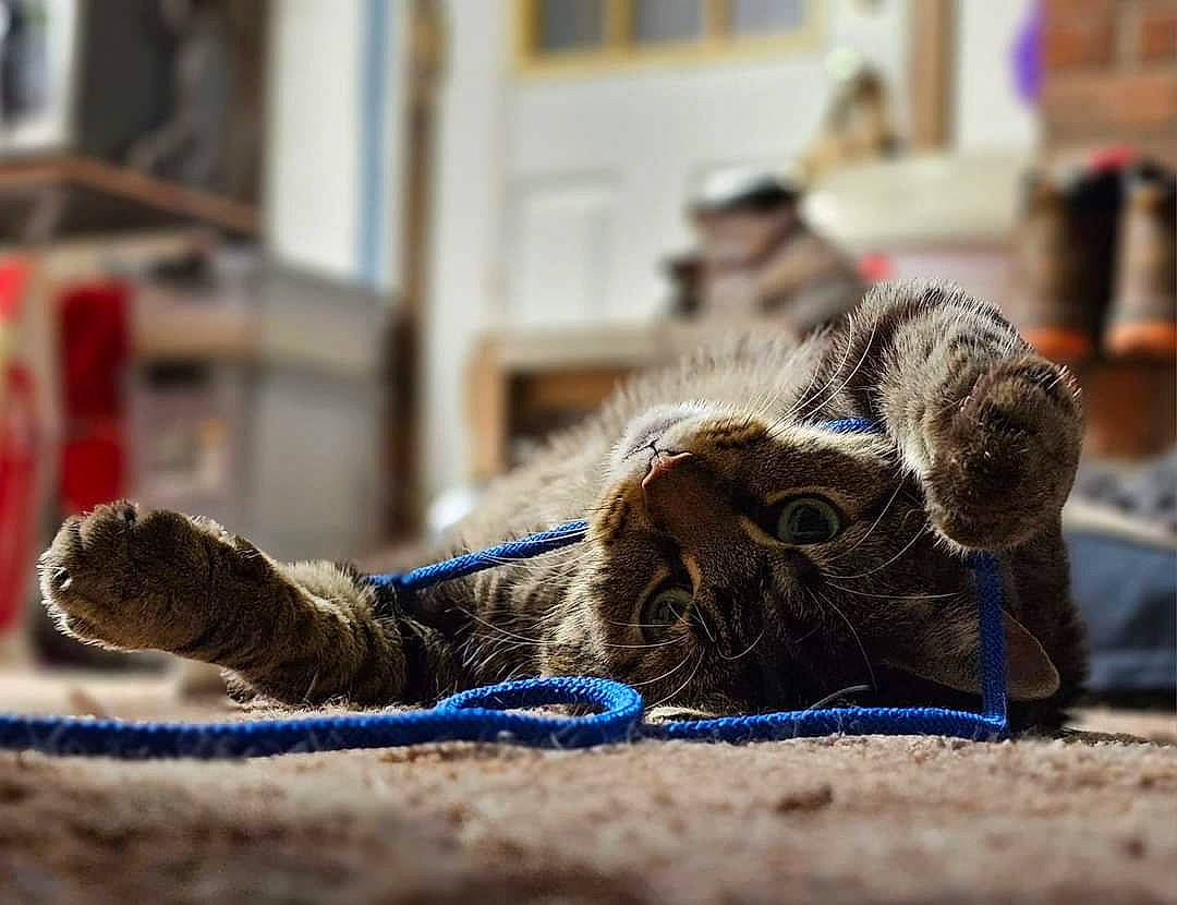 Lily joined the competition — help win amazing prizes! cat, claw, domestic_short_haired_cat, electric_blue, felidae, flooring, foot, fur, human_leg, paw, rope, small_to_medium_sized_cats, snout, terrestrial_animal, thread, weaving, whiskers, wildlife, wool, woolen
