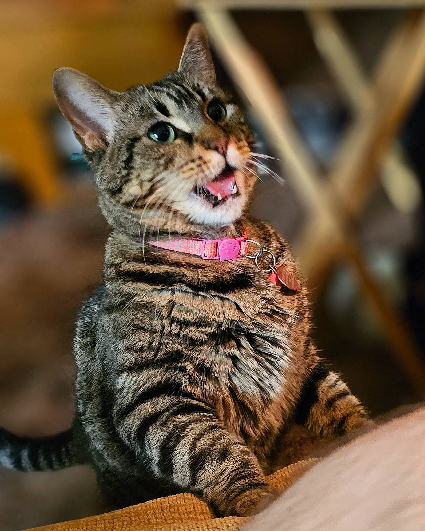 Lily joined the competition — help win amazing prizes! carnivore, cat, claw, domestic_short_haired_cat, felidae, fur, grass, paw, sitting, small_to_medium_sized_cats, tail, terrestrial_animal, whiskers, wildlife