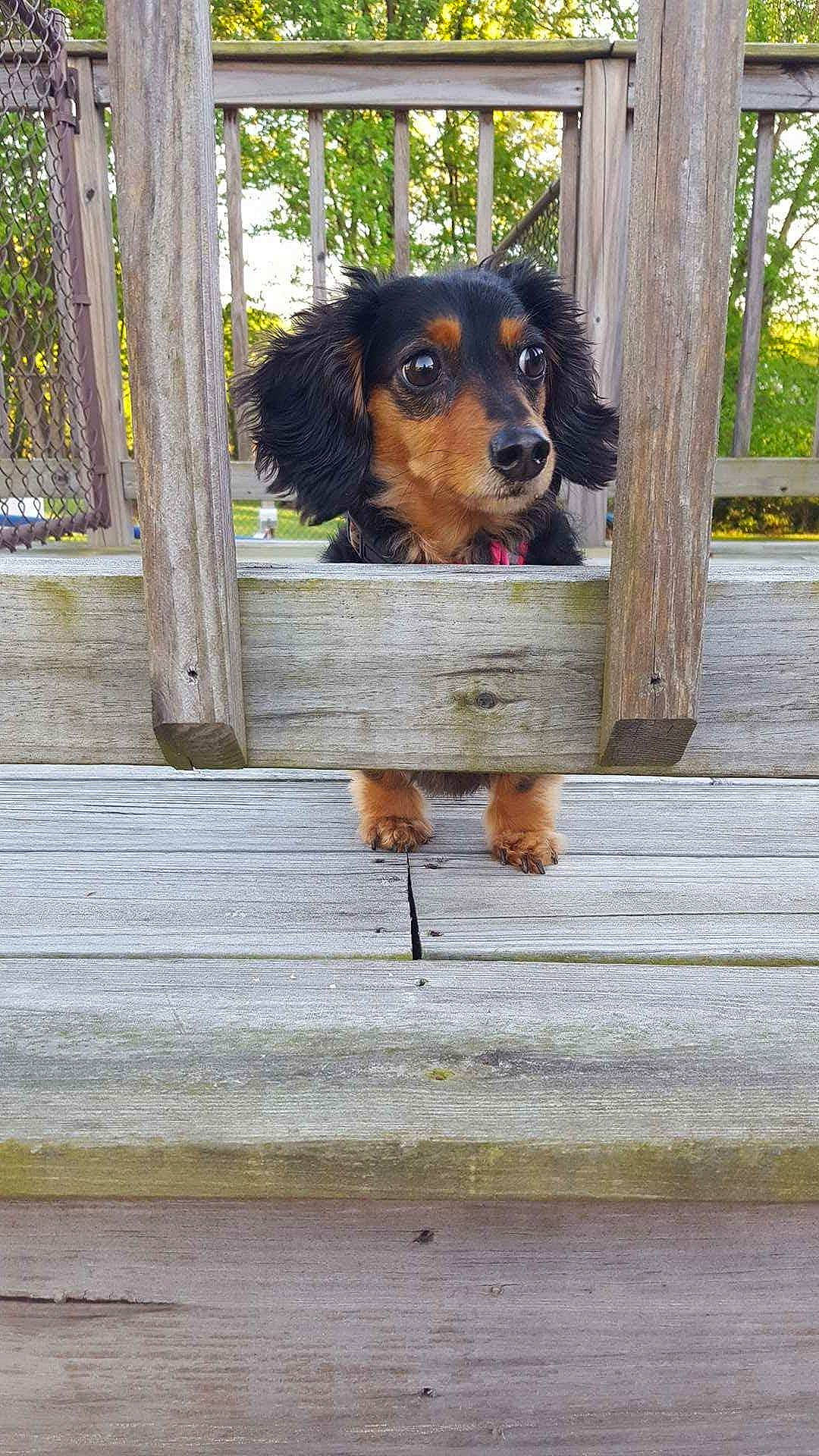 Gunner joined the competition — help win amazing prizes! canidae, carnivore, companion_dog, dog, dog_breed, dog_supply, fawn, giant_dog_breed, guard_dog, hound, hunting_dog, liver, plant, snout, sporting_group, tree, trunk, wood, working_animal, working_dog