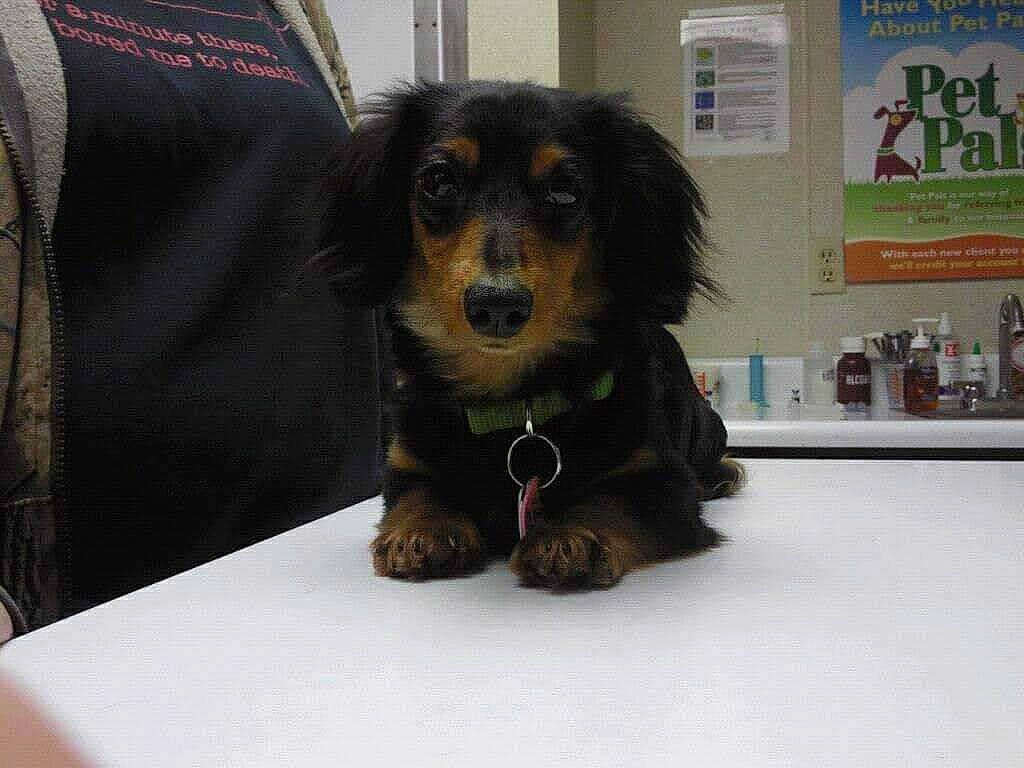 Gunner joined the competition — help win amazing prizes! canidae, carnivore, companion_dog, dog, dog_breed, dog_supply, event, fur, paw, pet_supply, puppy, snout, spaniel, sporting_group, terrestrial_animal, toy_dog, whiskers, working_animal, working_dog