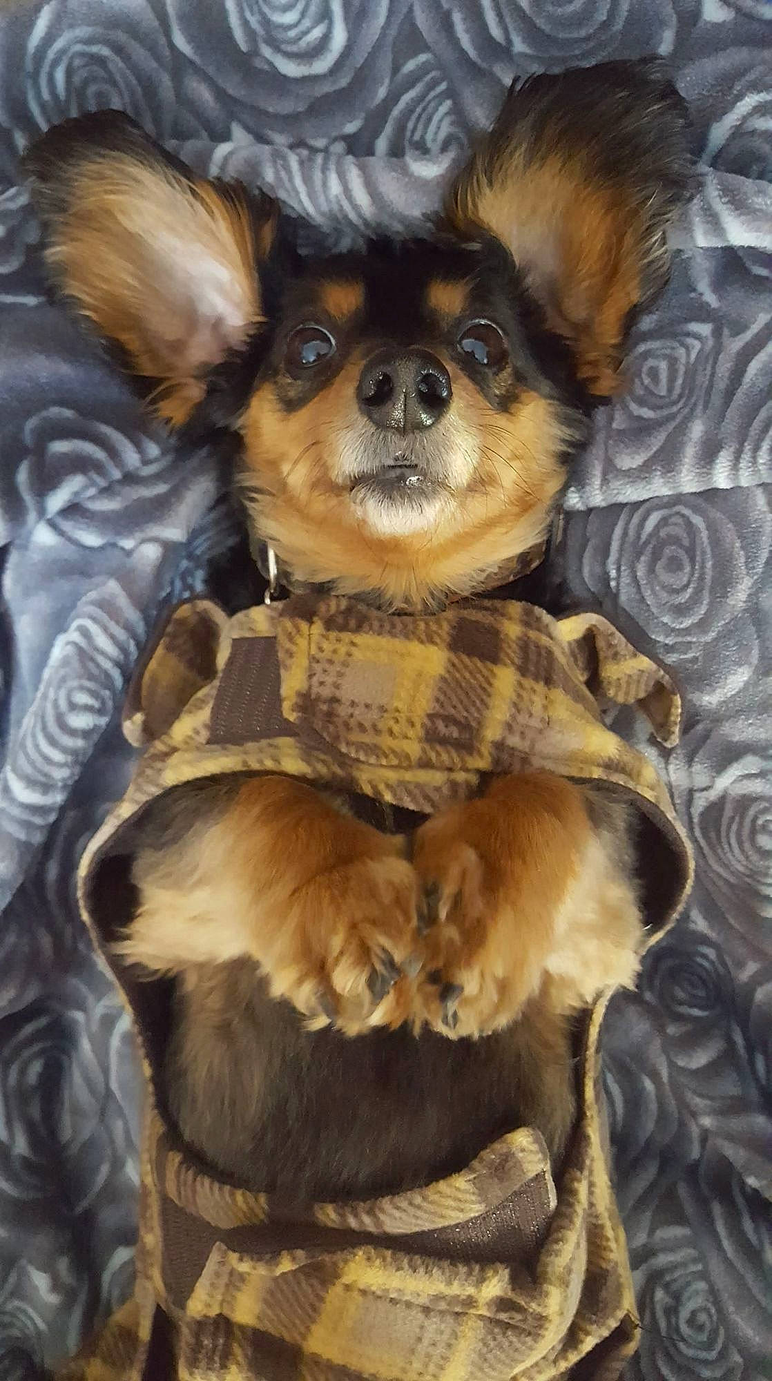 Gunner joined the competition — help win amazing prizes! brown, canidae, carnivore, chihuahua, companion_dog, costume, dog, dog_breed, dog_supply, fawn, fur, liver, russkiy_toy, snout, sporting_group, terrestrial_animal, toy, toy_dog, whiskers, working_animal