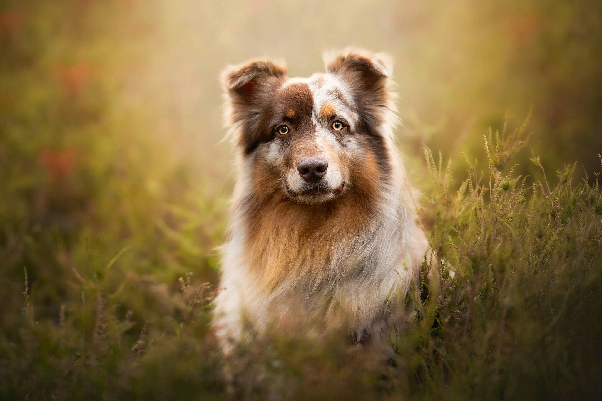 Nooka a rejoint le concours — aidez-le/la à gagner de superbes lots ! australian_shepherd, basque_shepherd_dog, canidae, carnivore, collie, companion_dog, dog, dog_breed, herding_dog, mammal, rough_collie, scotch_collie, shetland_sheepdog, snout, sunlight, vertebrate, wildlife