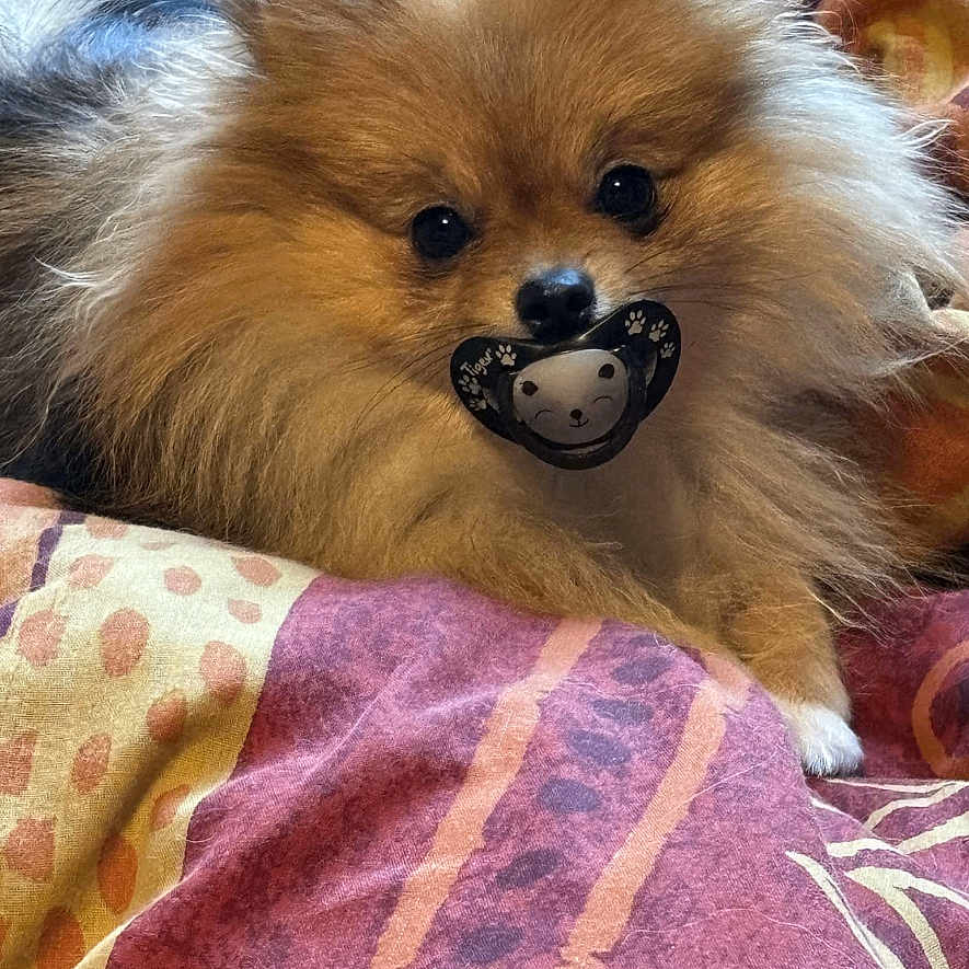 Thelya participe au concours pour gagner de l'argent avec cette photo : animal, bed, blanket, canine, chow, cockerspaniel, couch, cushion, dog, eskimodog, furniture, homedecor, indoors, interiordesign, papillon, person, pet, puppy, quilt, snout