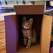 Finn is registered to the contest to win money with this photo: animal, cardboard_box, cat, cat_tree, collar, cozy, curious, cute, feline, floor, home, indoor, pet, pet_accessory, playful, sitting, tabby_cat, tag, wooden_floor, young_cat