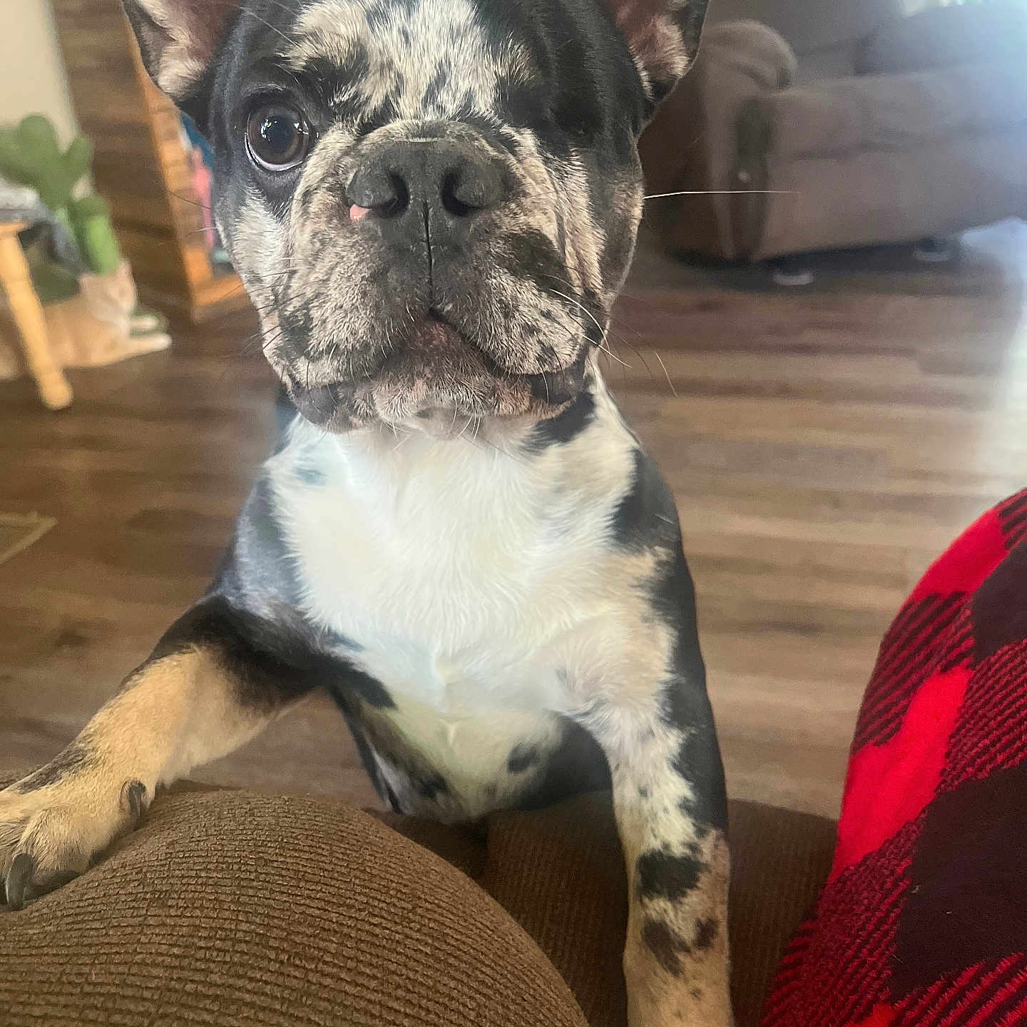 Arty joined the competition — help win amazing prizes! animal, black_and_white, cat_in_background, close-up, companion, couch, cozy, curious, dog, domestic, french_bulldog, friendly, furniture, indoor, living_room, one-eyed, pet, puppy, speckled_coat, wooden_floor