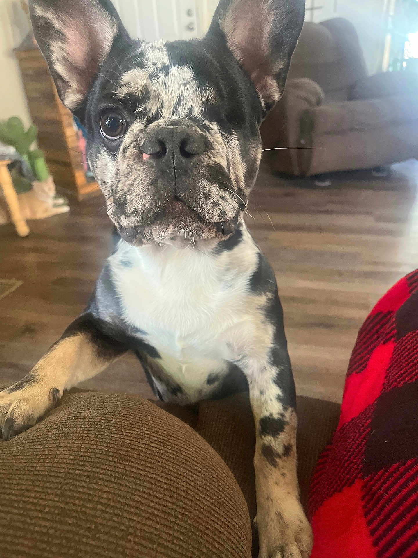 Arty joined the competition — help win amazing prizes! dog, french_bulldog, puppy, one-eyed, black_and_white, speckled_coat, pet, indoor, living_room, couch, curious, close-up, wooden_floor, cat_in_background, furniture, cozy, animal, companion, domestic, friendly