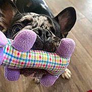 Arty is registered to the contest to win money with this photo: dog, puppy, toy, plush_toy, colorful, close_up, pet, floor, wooden_floor, indoor, ears, nose, mouth, cute, animal, pet_toy, playful, fur, whiskers, black_and_white