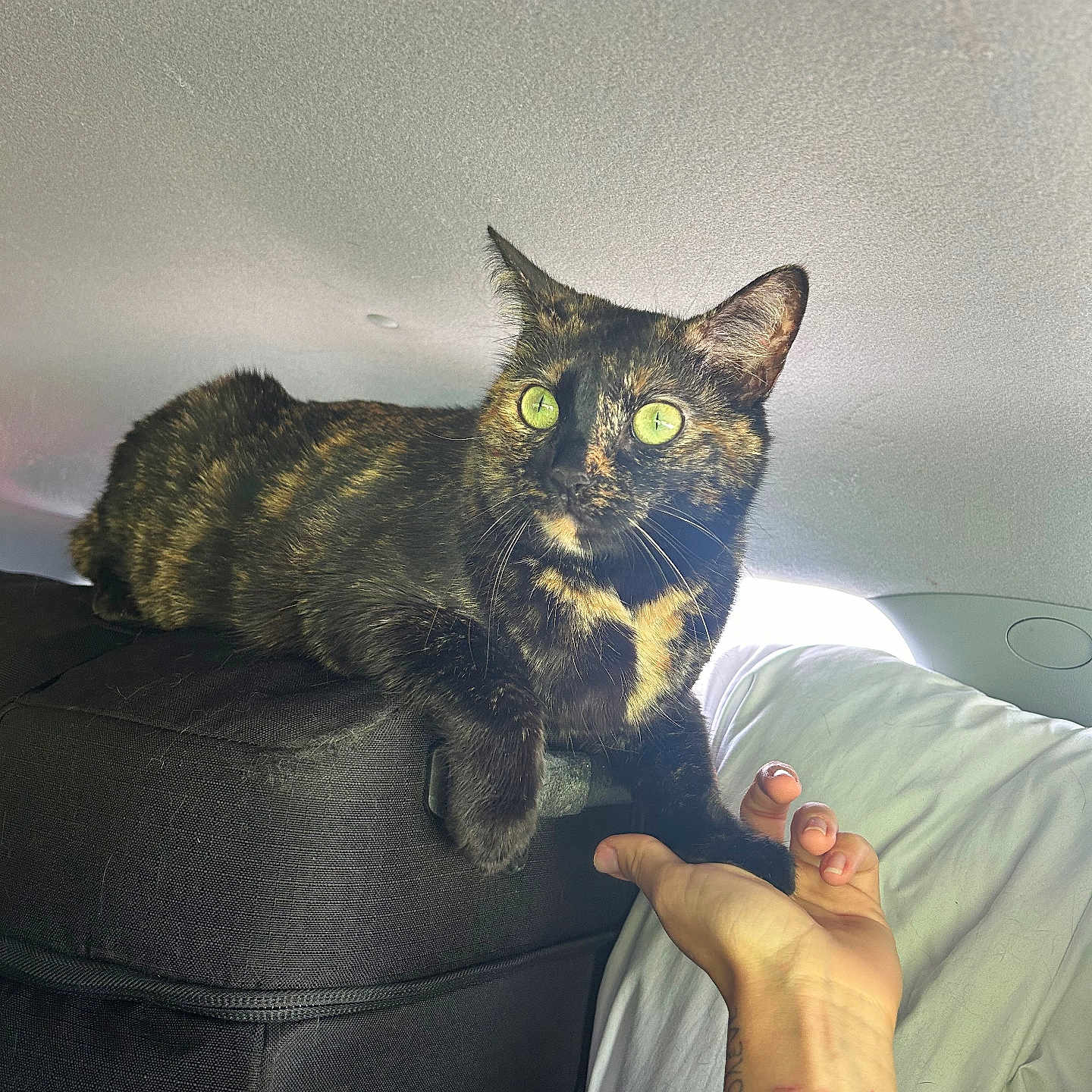 Moona participe au concours pour gagner de l'argent avec cette photo : accessories, adult, animal, bodypart, cat, couch, cushion, face, female, finger, furniture, hand, homedecor, jewelry, kitten, manx, person, pet, woman, wrist