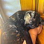 accessories, animal, cat, chair, couch, door, furniture, hardwood, indoors, interiordesign, kitten, manx, person, pet, plywood, skin, sleeping, stainedwood, tattoo, wood