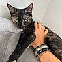 abyssinian, accessories, animal, bodypart, bracelet, cat, couch, finger, furniture, hand, jewelry, kitten, manx, ornament, person, pet, ring, silver, wrist, wristwatch