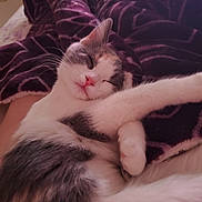 Ophelia is registered to the contest to win money with this photo: animal, blanket, cat, cozy, cute, domestic_animal, feline, fur, indoor, nap, paw, peaceful, pet, pink_nose, purple, relaxed, resting, sleeping, soft, whiskers