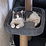 animal, cat, cat_tree, cords, cozy, curious, electrical_outlet, feline, gray, home, indoor, looking, paws, pet, platform, resting, scratching_post, texture, wall, white