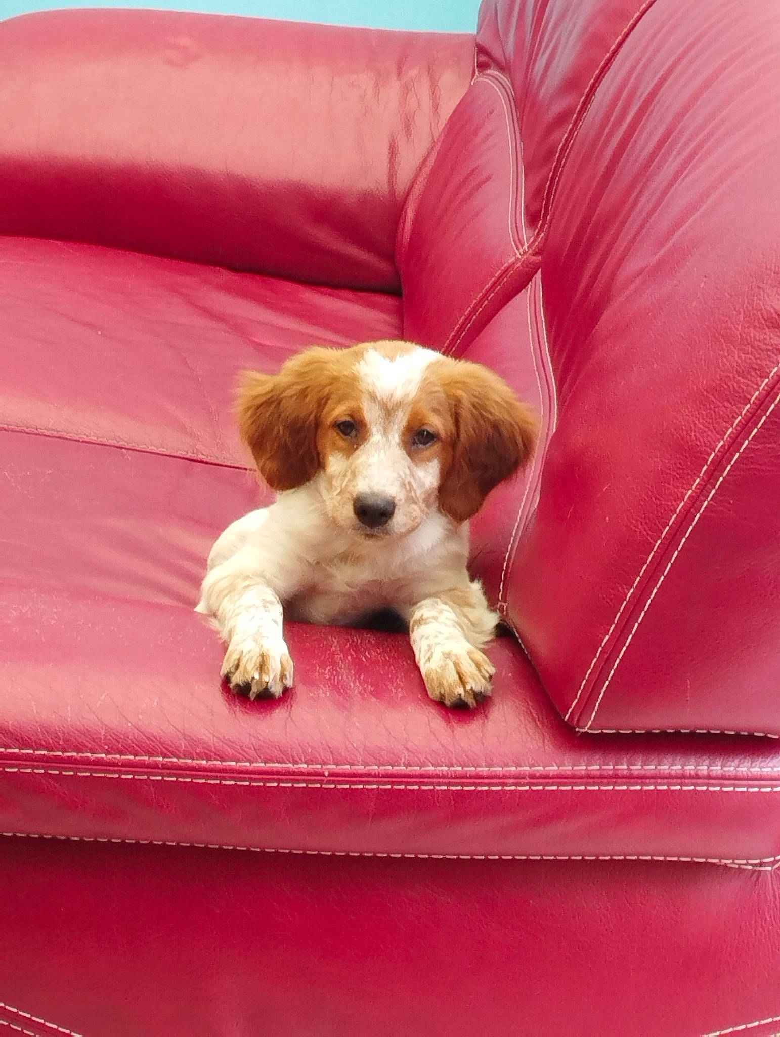 Tibal a rejoint le concours — aidez-le/la à gagner de superbes lots ! canidae, carnivore, comfort, companion_dog, couch, dog, dog_breed, dog_supply, furniture, linens, liver, pet_supply, pillow, rectangle, room, sofa_bed, sporting_group, toy, toy_dog, working_animal