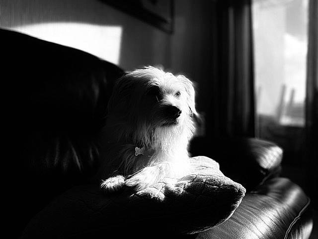 Lexi participe au concours pour gagner de l'argent avec cette photo : canidae, carnivore, chair, club_chair, comfort, companion_dog, darkness, dog, dog_breed, fur, monochrome, monochrome_photography, sitting, small_terrier, snout, sporting_group, style, terrier, toy_dog, whiskers
