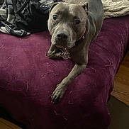 Mink is registered to the contest to win money with this photo: dog, bed, blanket, purple_bedspread, pet_hair, black_bag, wooden_floor, collar, indoor, canine, looking_up, domestic_animal, floor, fur, resting, pet_tag, cozy, home, animal, fur_shedding