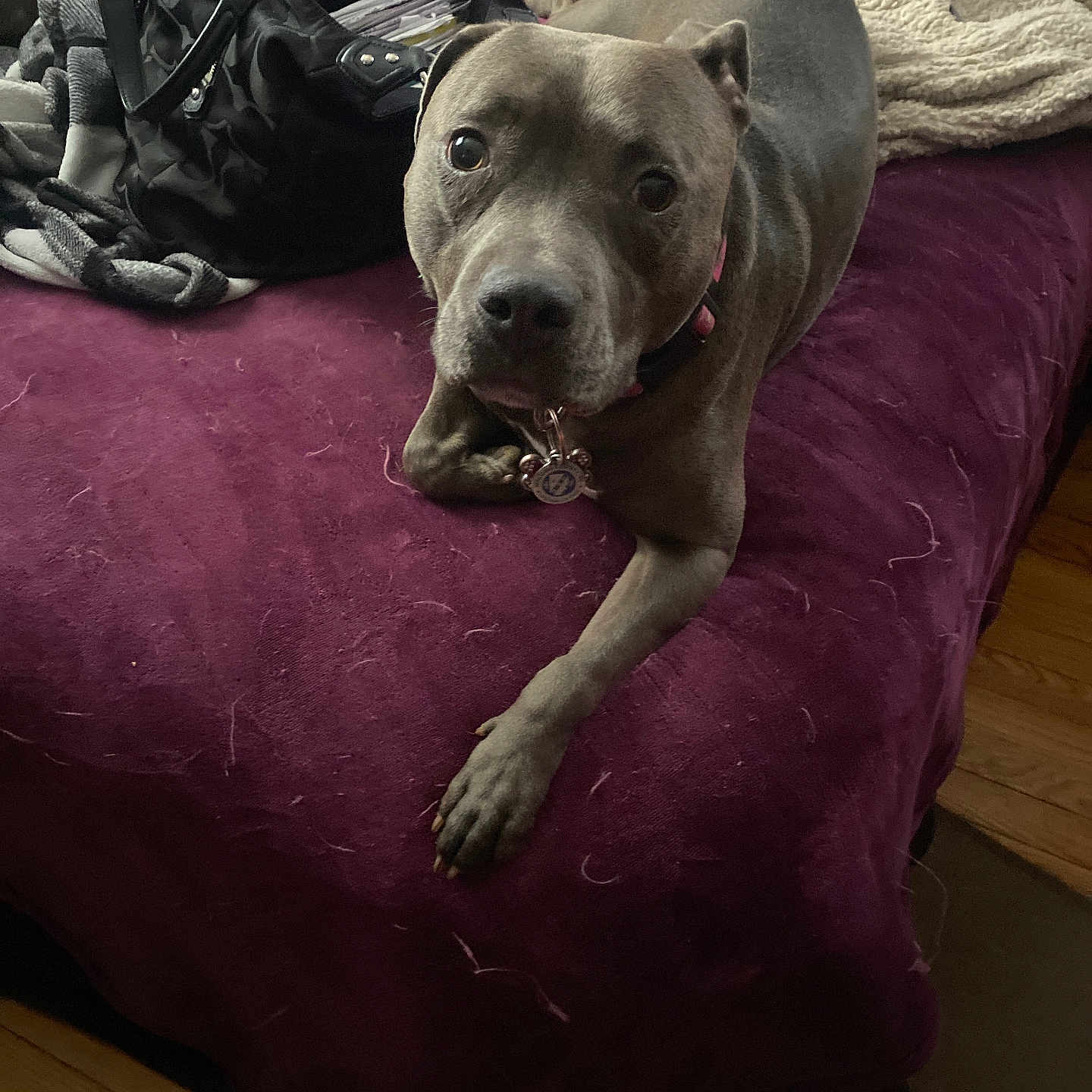 Mink is registered to the contest to win money with this photo: animal, bed, black_bag, blanket, canine, collar, cozy, dog, domestic_animal, floor, fur, fur_shedding, home, indoor, looking_up, pet_hair, pet_tag, purple_bedspread, resting, wooden_floor