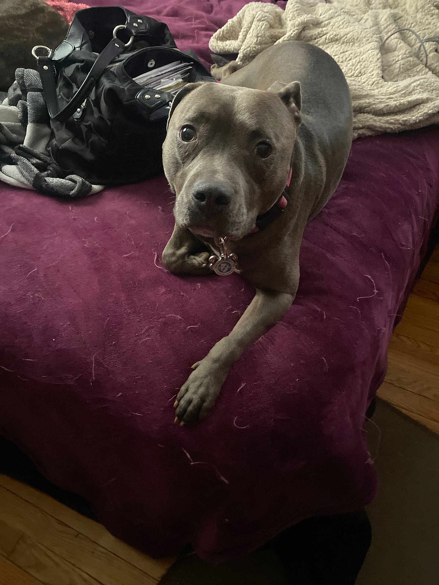 Mink is registered to the contest to win money with this photo: dog, bed, blanket, purple_bedspread, pet_hair, black_bag, wooden_floor, collar, indoor, canine, looking_up, domestic_animal, floor, fur, resting, pet_tag, cozy, home, animal, fur_shedding