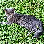 Gus joined the competition — help win amazing prizes! alert, animal, cat, closeup, clover, daylight, eyes, fur, garden, grass, gray_cat, greenery, laying, mammal, nature, outdoor, pet, relaxing, tail, whiskers