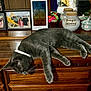 Gus joined the competition — help win amazing prizes! bingo_money, cat, collar, decor, digital_weather_station, domestic, family_photos, feline, gray_cat, houseplant, indoor, jar, leisure, pet, photographs, relaxing_cat, resting, tabletop, trinkets, wooden_dresser