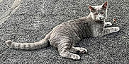 Gus is registered to the contest to win money with this photo: alert, animal, asphalt, cat, companion, curious, cute, ears, eyes, fur, gray_cat, mammal, nature, outdoor, paws, pet, resting, tail, texture, whiskers