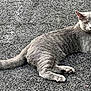 alert, animal, asphalt, cat, companion, curious, cute, ears, eyes, fur, gray_cat, mammal, nature, outdoor, paws, pet, resting, tail, texture, whiskers